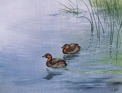 Lille lappedykker (litografi) af George Edward Lodge