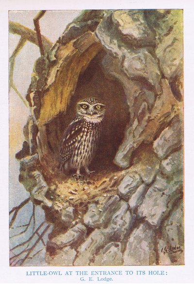 Lille ugle ved redehul, illustration fra 