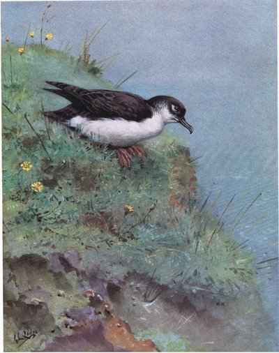 Manx-shearwater (litografi) af George Edward Lodge