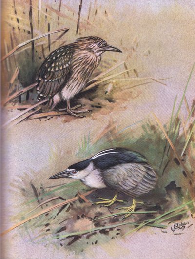 Nathejre (litografi) af George Edward Lodge