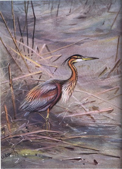 Purpurhejre (litografi) af George Edward Lodge