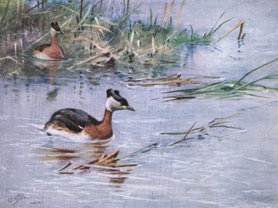 Rødhalset lappedykker (litografi) af George Edward Lodge