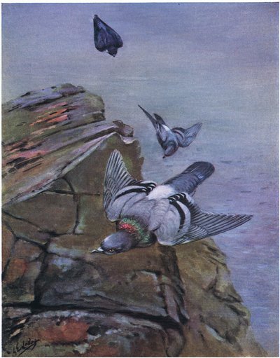 Stendue (litografi) af George Edward Lodge