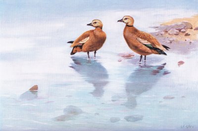 Ruddy Sheld Ducks (litografi) af George Edward Lodge