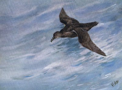 Sooty Shearwater (litografi) af George Edward Lodge