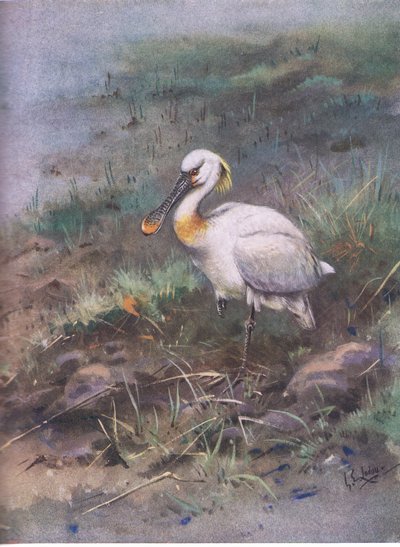 Skestork (litografi) af George Edward Lodge