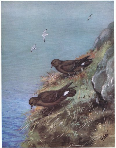 Stormsvale (litografi) af George Edward Lodge