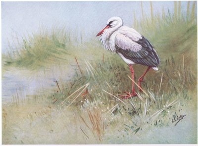 Hvid stork (litografi) af George Edward Lodge