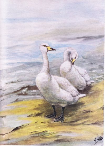 Sangsvane (litografi) af George Edward Lodge