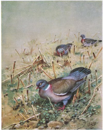 Skovdue (litografi) af George Edward Lodge