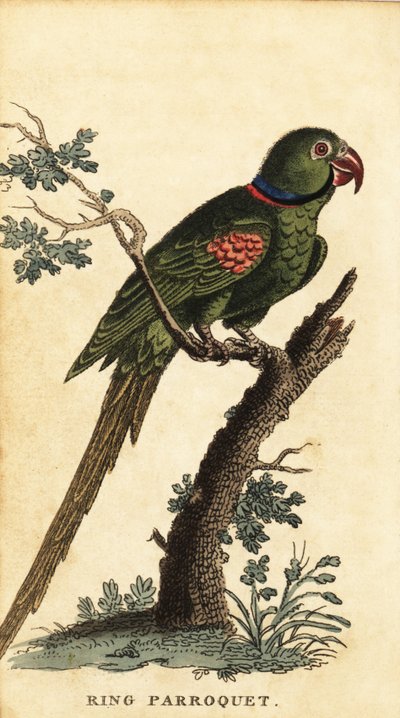 Alexandrine parakit, Psittacula eupatria., 1800 (gravering) af George Edwards