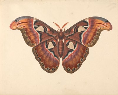 Atlas Moth af George Edwards