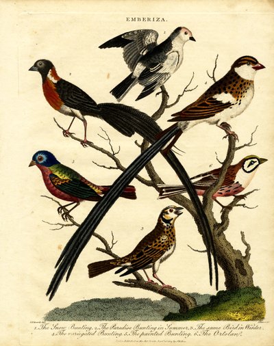 Buntings (Emberiza) af George Edwards