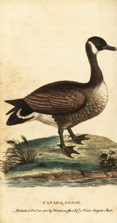 Canadagås, Branta canadensis., 1800 (gravering) af George Edwards