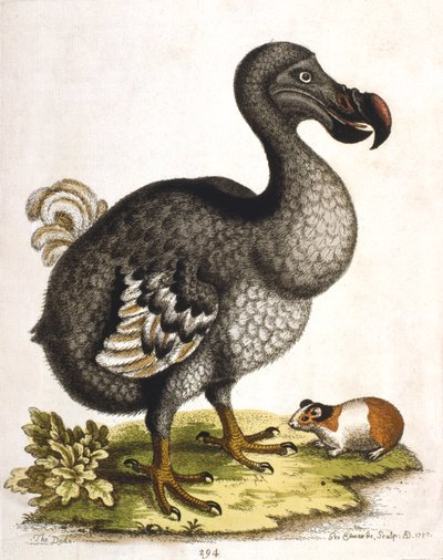 Dodo og marsvin, 1750 af George Edwards