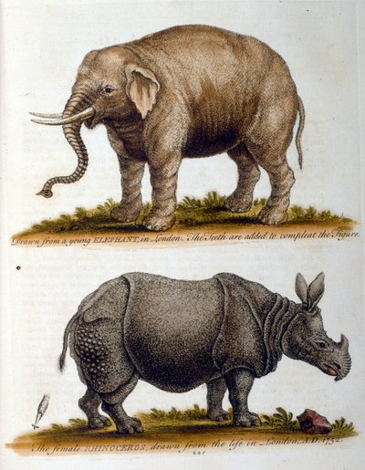 Graveret illustration af George Edwards, fra en bog om sjældne fugle af G Edwards 1750. George Edwards (1694-1773) var en britisk naturforsker og ornitolog. Han rejste meget rundt i Europa og studerede naturhistorie og fugle i særdeleshed. Han opnåede af George Edwards
