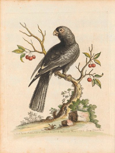 George Edwards, Birds I Singapore Plade 5 af George Edwards
