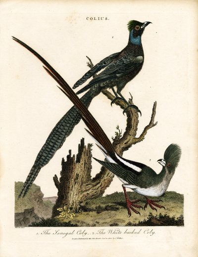 Blanke stære (Colius) af George Edwards