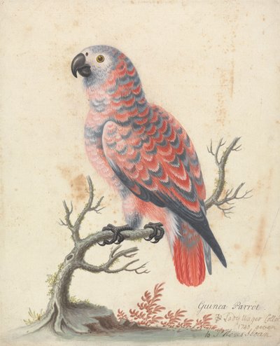 Guinea papegøje af George Edwards