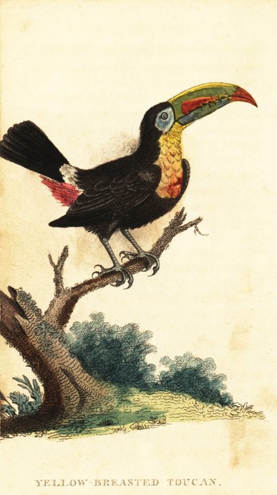 Kølnæbbet tukan, Ramphastos sulfuratus. ,1800 (gravering) af George Edwards