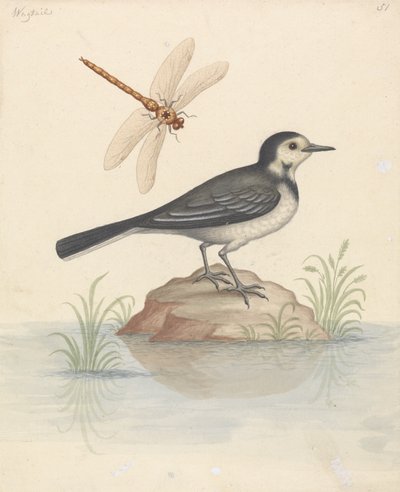 Pied Viptail og Dragonfly af George Edwards