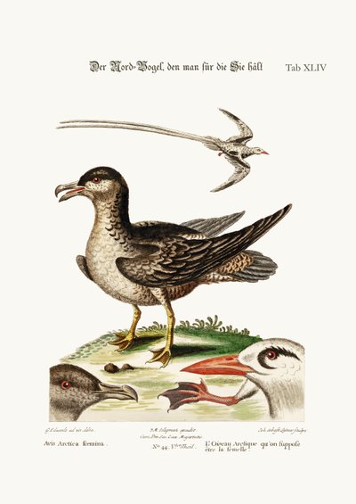 Den arktiske fugl, der skulle være hønen. Tropefuglen, 1749-73 af George Edwards
