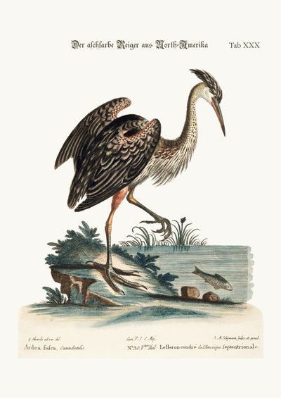 Den askefarvede hejre fra Nordamerika, 1749-73 af George Edwards