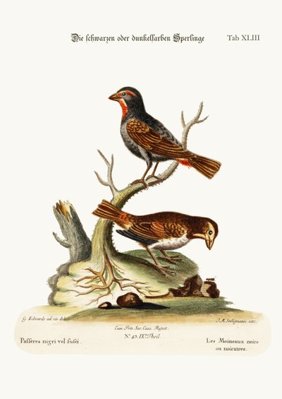 De sorte eller mørke spurve, 1749-73 af George Edwards