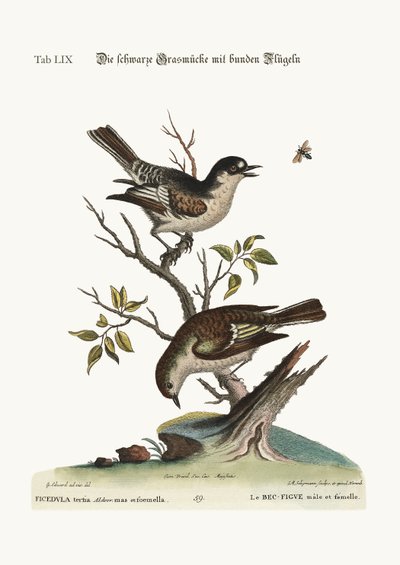 Den hanekolde finke. Hønens kolde finke, 1749-73 af George Edwards