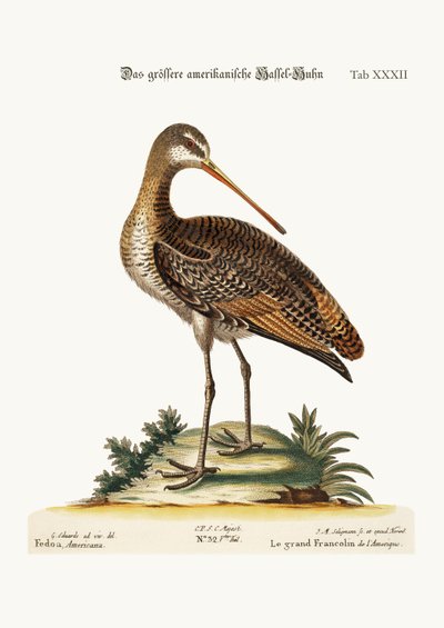 The Greater American Godwit, 1749-73 af George Edwards