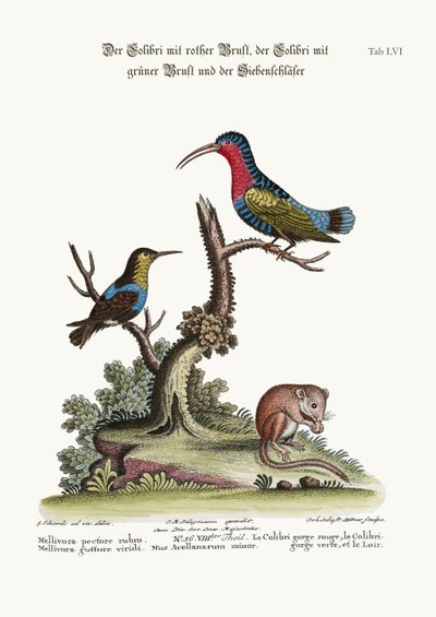 Den rødbrystede kolibri, den grønstrubede kolibri og dvalemusen, 1749-73 af George Edwards