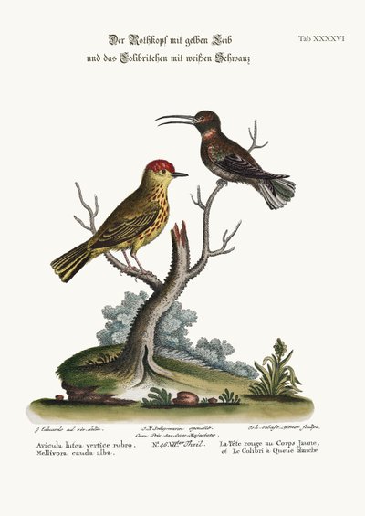 Den gule røde pæl og den hvidhalede kolibri, 1749-73 af George Edwards