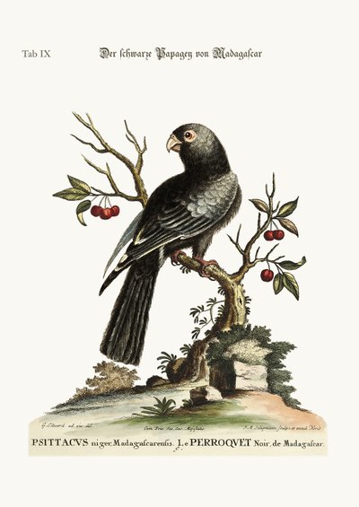 Den sorte papegøje fra Madagaskar, 1749-73 af George Edwards
