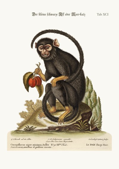 Den lille sorte abe, 1749-73 af George Edwards