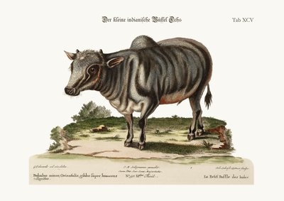 Den lille indiske bøffel, 1749-73 af George Edwards