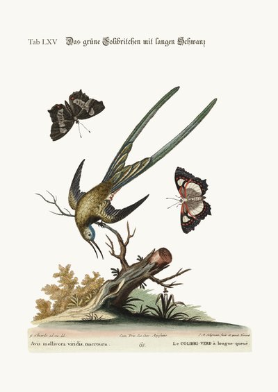Den langhalede grønne kolibri, 1749-73 af George Edwards