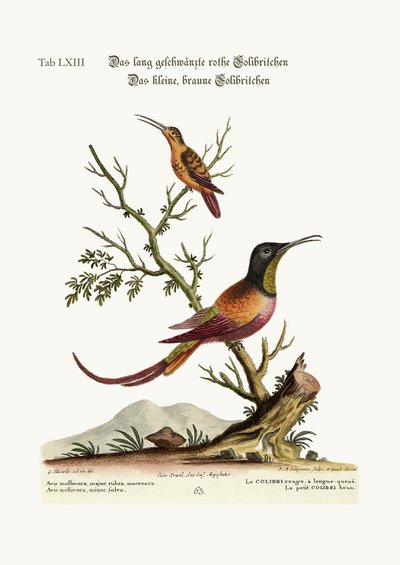 Den langhalede røde kolibri. Den lille brune kolibri, 1749-73 af George Edwards