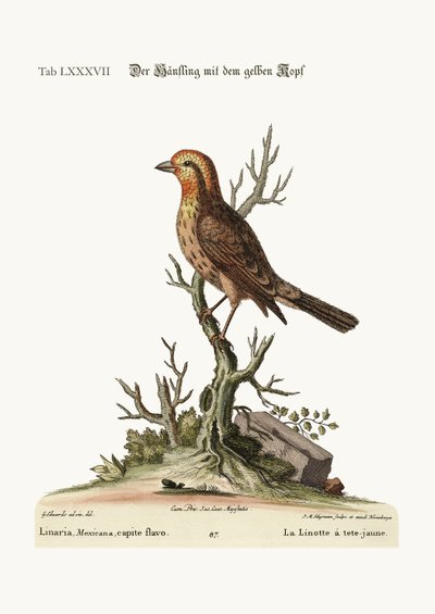 Den gulhovede Linnet, 1749-73 af George Edwards