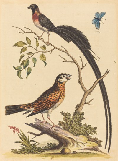 To fugle, en med meget lange halefjer og blå sommerfugl, udgivet 1745. af George Edwards