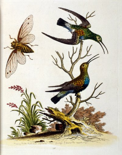 Akvarelillustration fra en bog om sjældne fugle af G Edwards 1750. George Edwards (1694-1773) var en britisk naturforsker og ornitolog. Han rejste meget rundt i Europa og studerede naturhistorie og fugle i særdeleshed. Han opnåede en vis anerkendelse af George Edwards