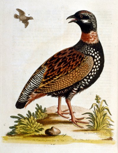 Akvarelillustration fra en bog om sjældne fugle af G Edwards 1750. George Edwards (1694-1773) var en britisk naturforsker og ornitolog. Han rejste meget rundt i Europa og studerede naturhistorie og fugle i særdeleshed. Han opnåede en vis anerkendelse af George Edwards