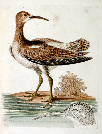 Akvarelillustration fra en bog om sjældne fugle af G Edwards 1750. George Edwards (1694-1773) var en britisk naturforsker og ornitolog. Han rejste meget rundt i Europa og studerede naturhistorie og fugle i særdeleshed. Han opnåede en vis anerkendelse af George Edwards