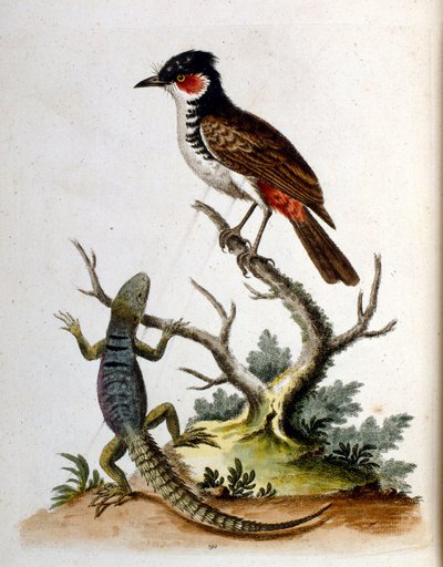 Akvarelillustration fra en bog om sjældne fugle af G Edwards 1750. George Edwards (1694-1773) var en britisk naturforsker og ornitolog. Han rejste meget rundt i Europa og studerede naturhistorie og fugle i særdeleshed. Han opnåede en vis anerkendelse af George Edwards