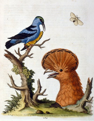 Akvarelillustration fra en bog om sjældne fugle af G Edwards 1750. George Edwards (1694-1773) var en britisk naturforsker og ornitolog. Han rejste meget rundt i Europa og studerede naturhistorie og fugle i særdeleshed. Han opnåede en vis anerkendelse af George Edwards
