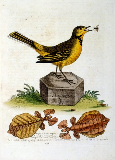 Akvarelillustration fra en bog om sjældne fugle af G Edwards 1750. George Edwards (1694-1773) var en britisk naturforsker og ornitolog. Han rejste meget rundt i Europa og studerede naturhistorie og fugle i særdeleshed. Han opnåede en vis anerkendelse af George Edwards