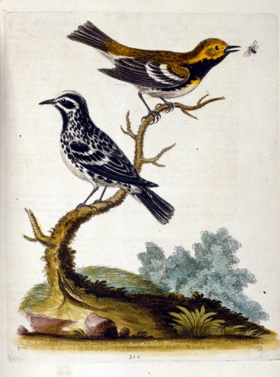 Akvarelillustration fra en bog om sjældne fugle af G Edwards 1750. George Edwards (1694-1773) var en britisk naturforsker og ornitolog. Han rejste meget rundt i Europa og studerede naturhistorie og fugle i særdeleshed. Han opnåede en vis anerkendelse af George Edwards