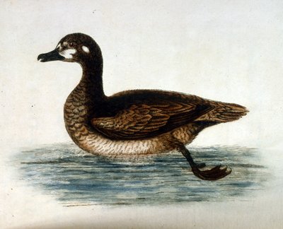 Akvarelillustration fra en bog om sjældne fugle af G Edwards 1750. George Edwards (1694-1773) var en britisk naturforsker og ornitolog. Han rejste meget rundt i Europa og studerede naturhistorie og fugle i særdeleshed. Han opnåede en vis anerkendelse af George Edwards