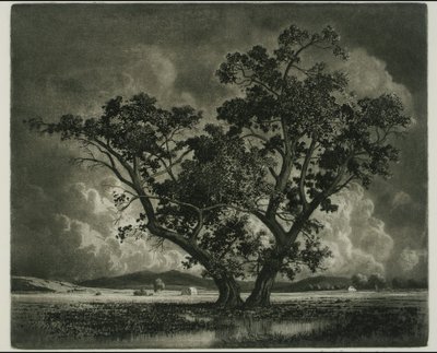 Old Cottonwoods, Colorado af George Elbert Burr