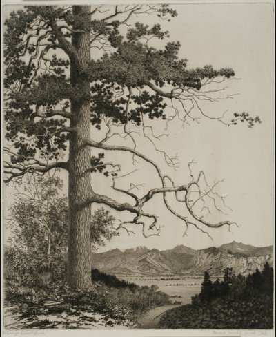 Old Pine, Estes Park af George Elbert Burr