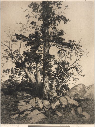 Gammel fyr og cedertræ af George Elbert Burr